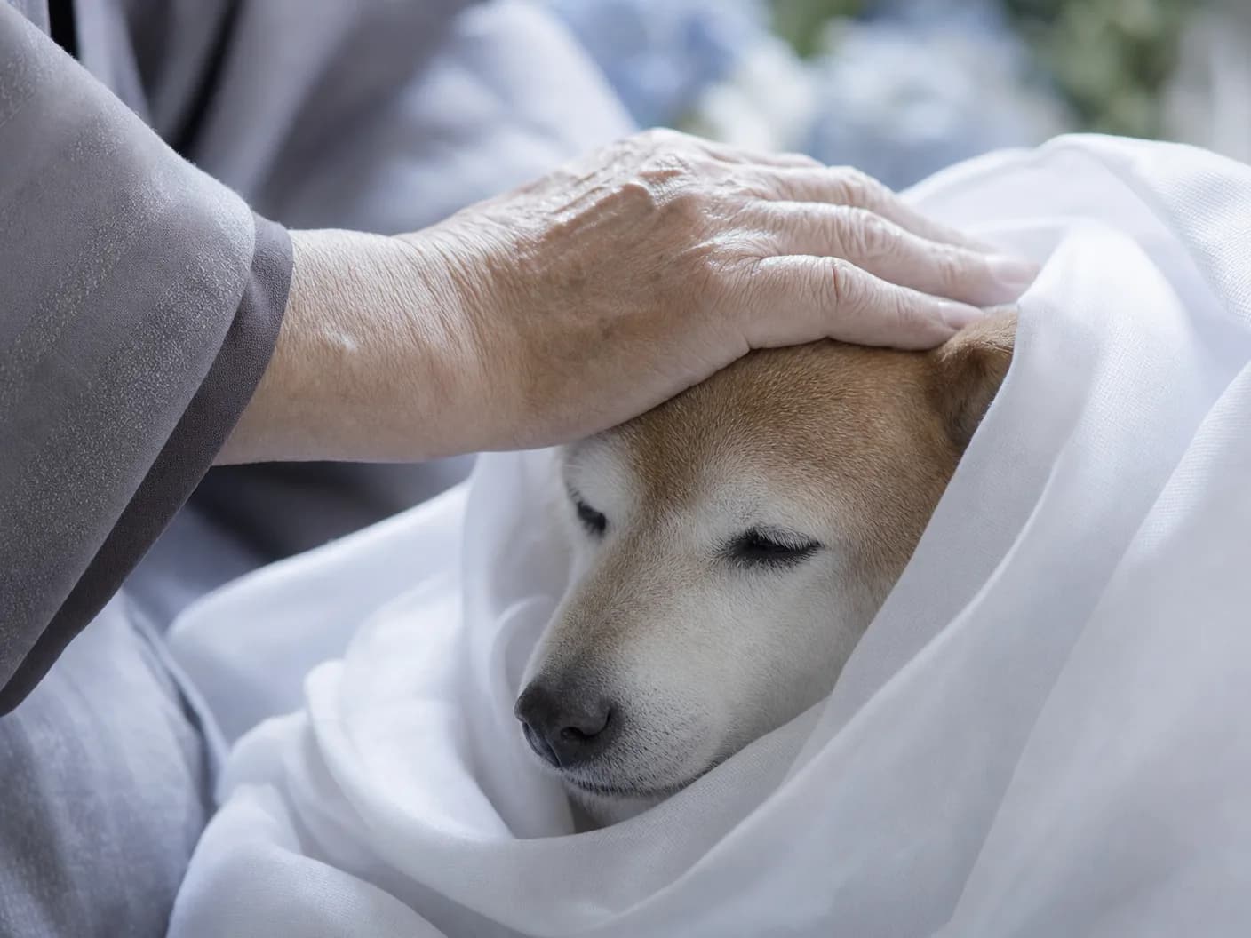 ペットへの最後のふれあい